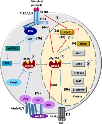 Frontiers | Glycogen Synthase Kinase 3β Modulates The Inflammatory ...